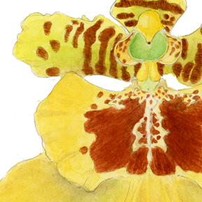 Oncidium Aloha Iwanaga detail of watercolor